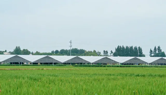信息系统集成性能优化中的常见问题与解决方案
